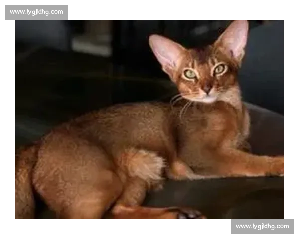 巴舒亚伊痛失爱猫 Kiyo：那个拼尽全力守护的小天使，终究离开了