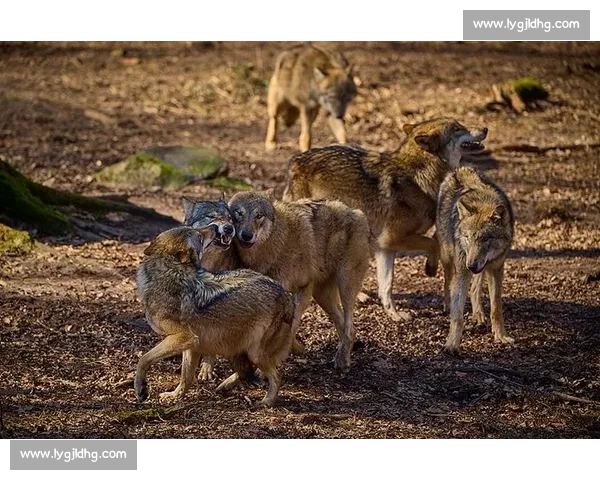 群狼逆袭多伦多:VCT CN 赛区的崛起之路 群狼逆袭多伦多:VCT CN 赛区的崛起之路